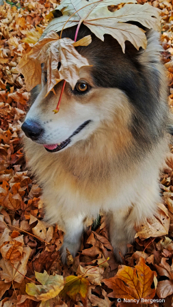 Playing in the Leaves