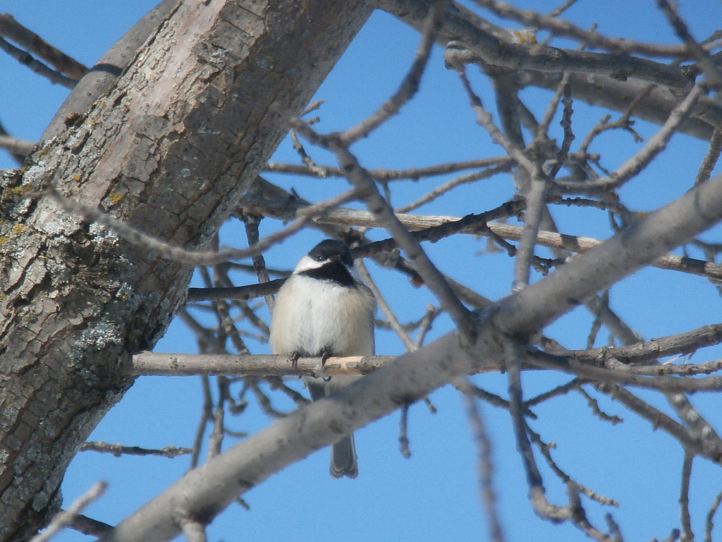 pudgy black capped chickadee in MN winter