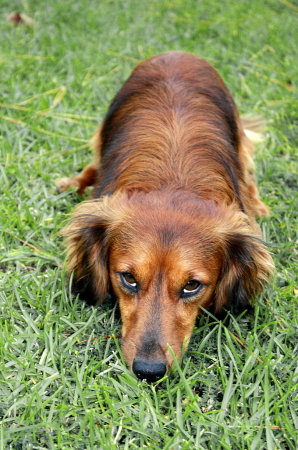 Duncan Looking Sorry