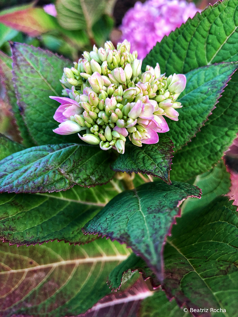 Fall Blooming 