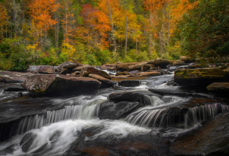 Dupont State Forest