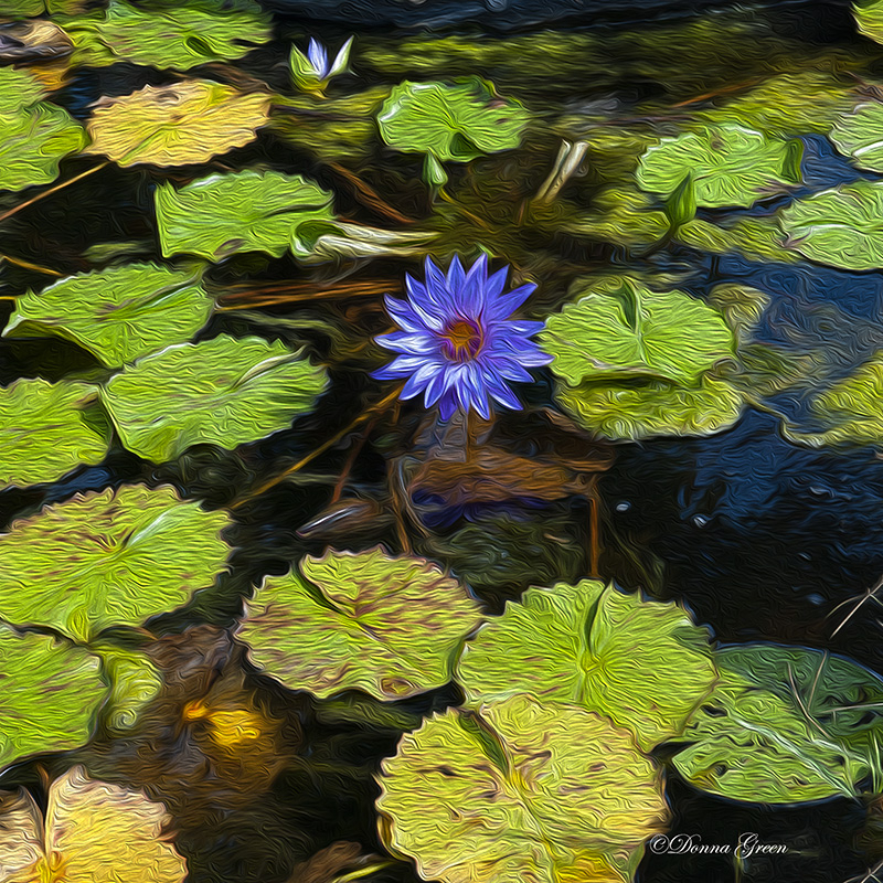 The Lily Pads - ID: 15763980 © Robert/Donna Green