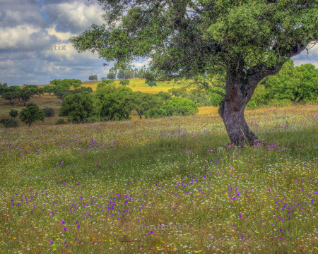 Spring Meadow in Portugal
