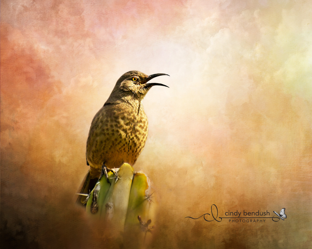 Curved Bill Thraser