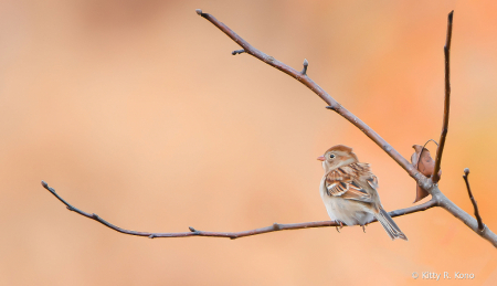Little Field Sparrow