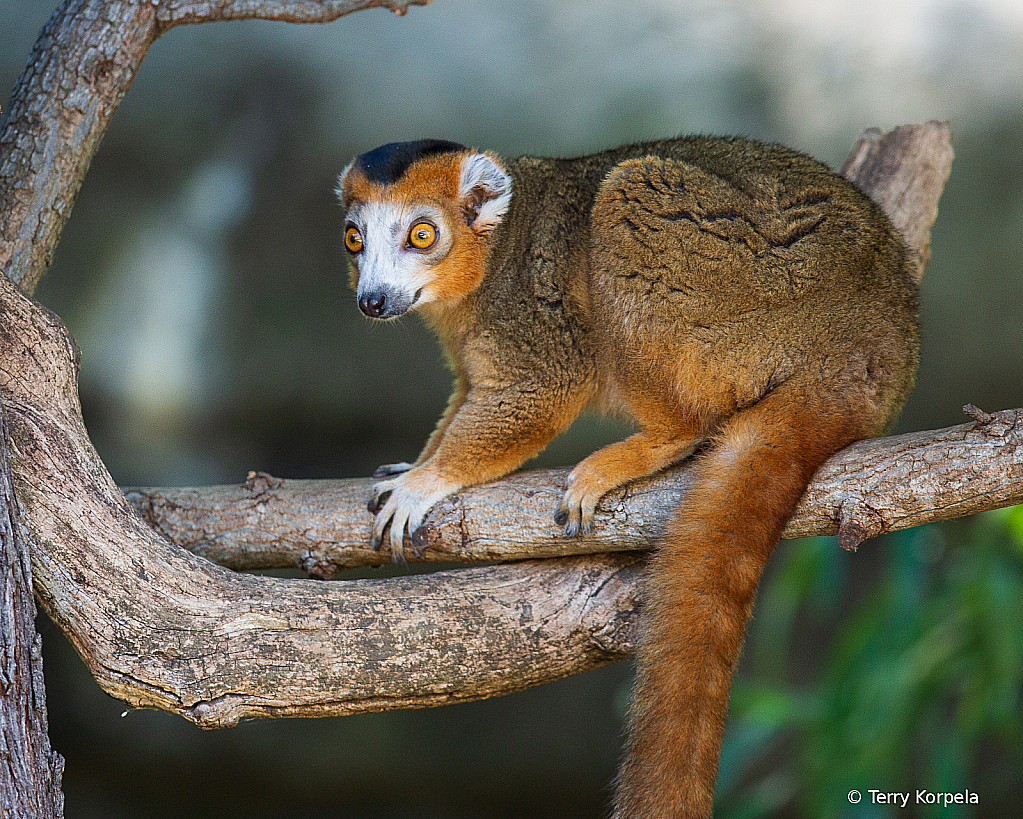 Crowned Lemur - ID: 15761926 © Terry Korpela