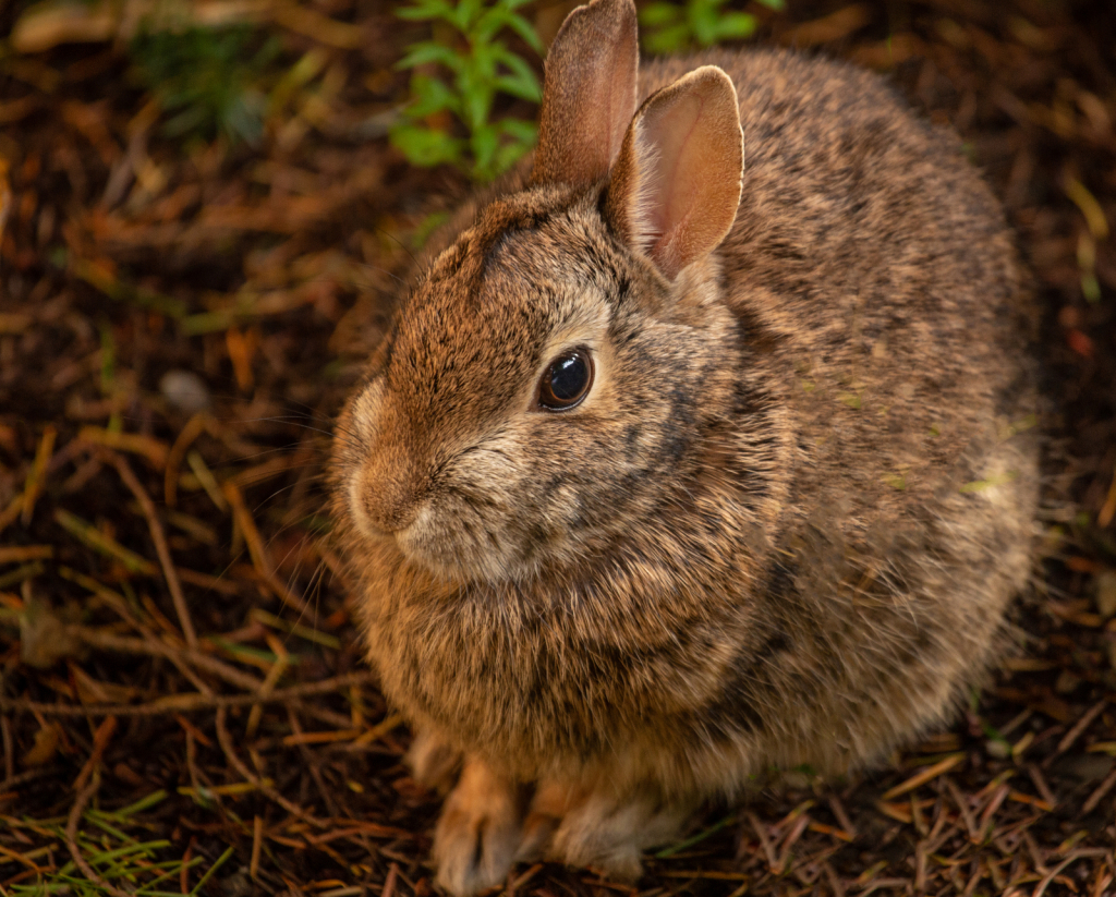 Bunny