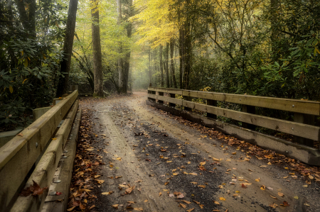 Rainy Cataloochee