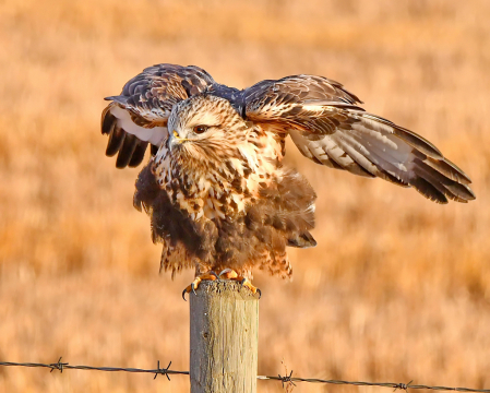 Rough-legged Hawk