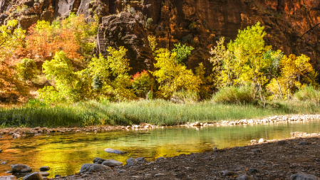 fall colors against red canyon walls