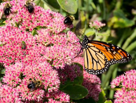 Monarch and Friends