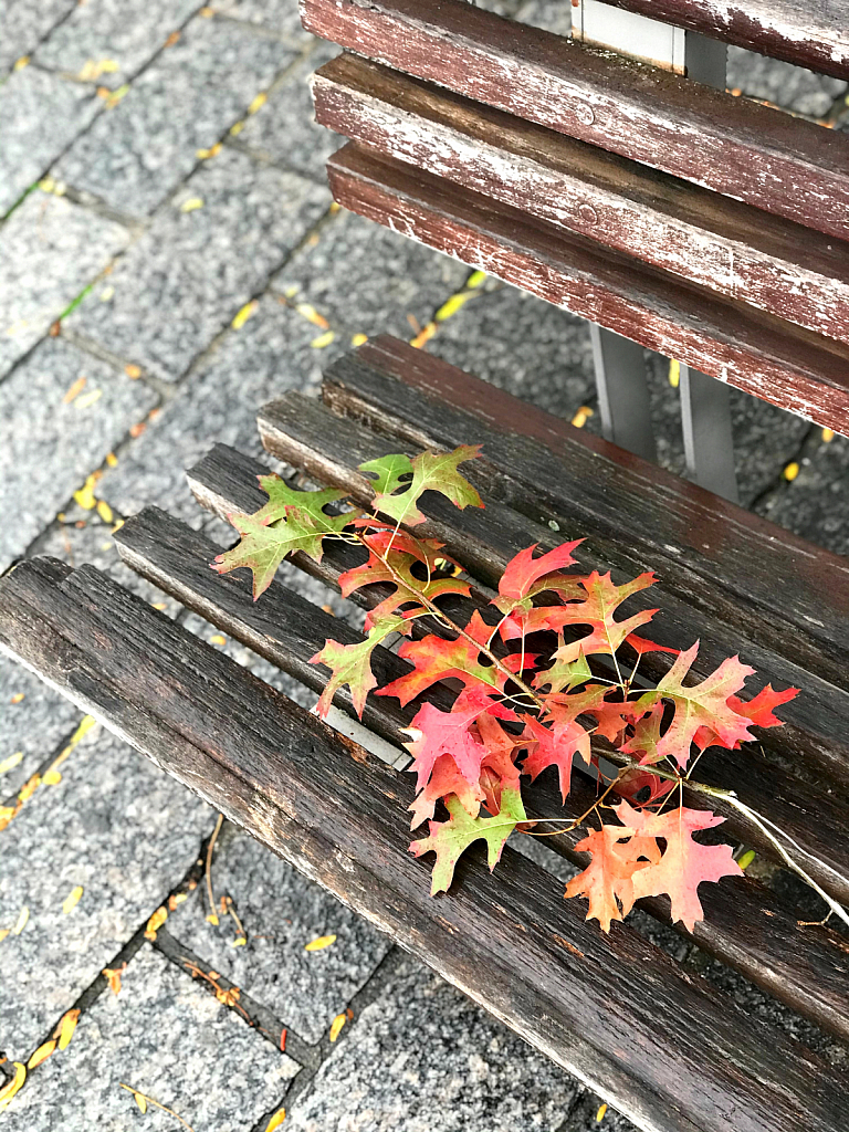 Autumn leaves on bench
