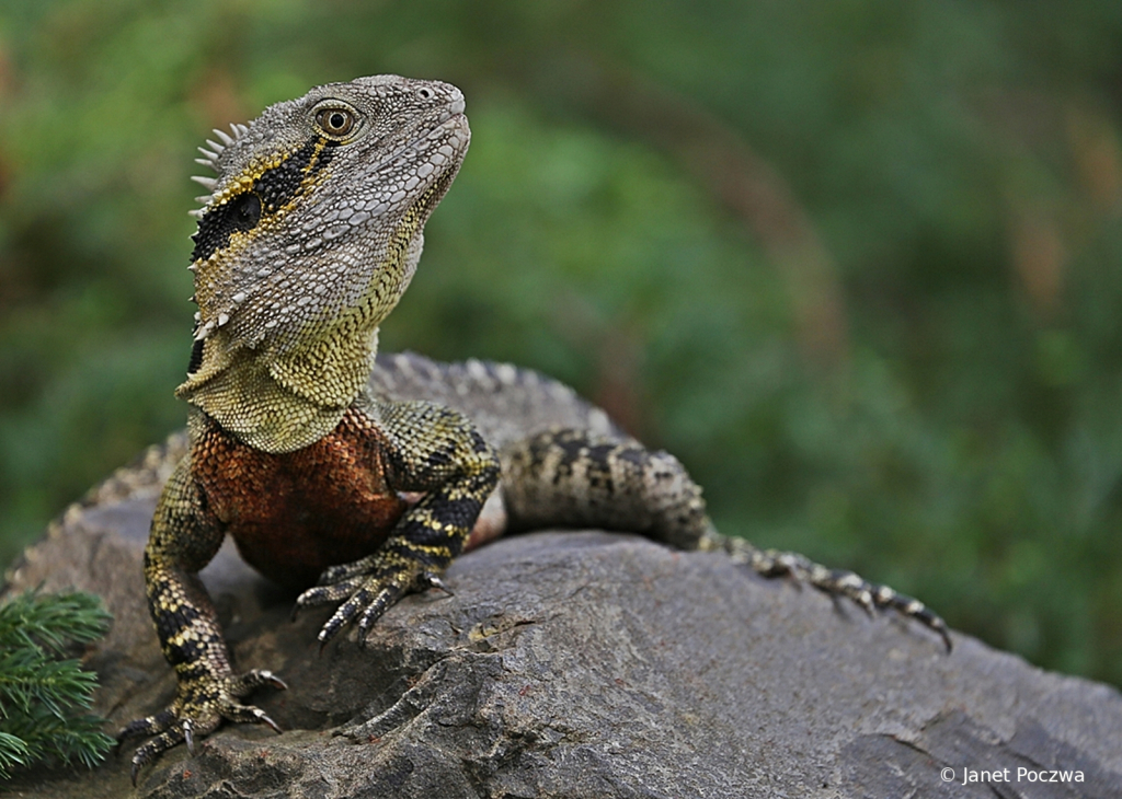 Male Eastern Water Dragon