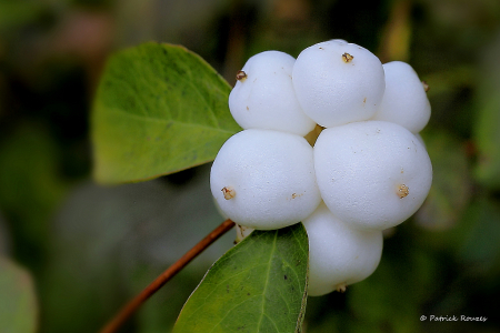 Snow Berries