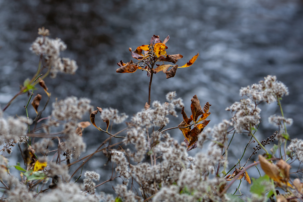 At The Edge Of The Creek