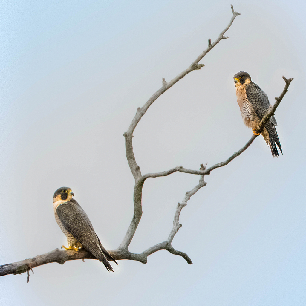 A Pair of Peregrine Falcons