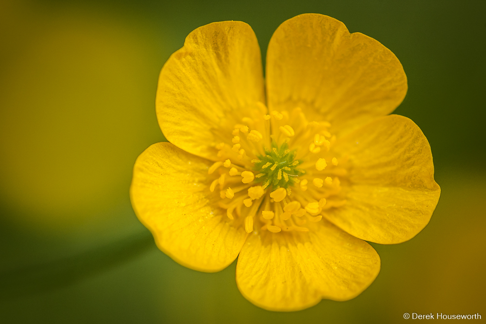 Western Buttercup