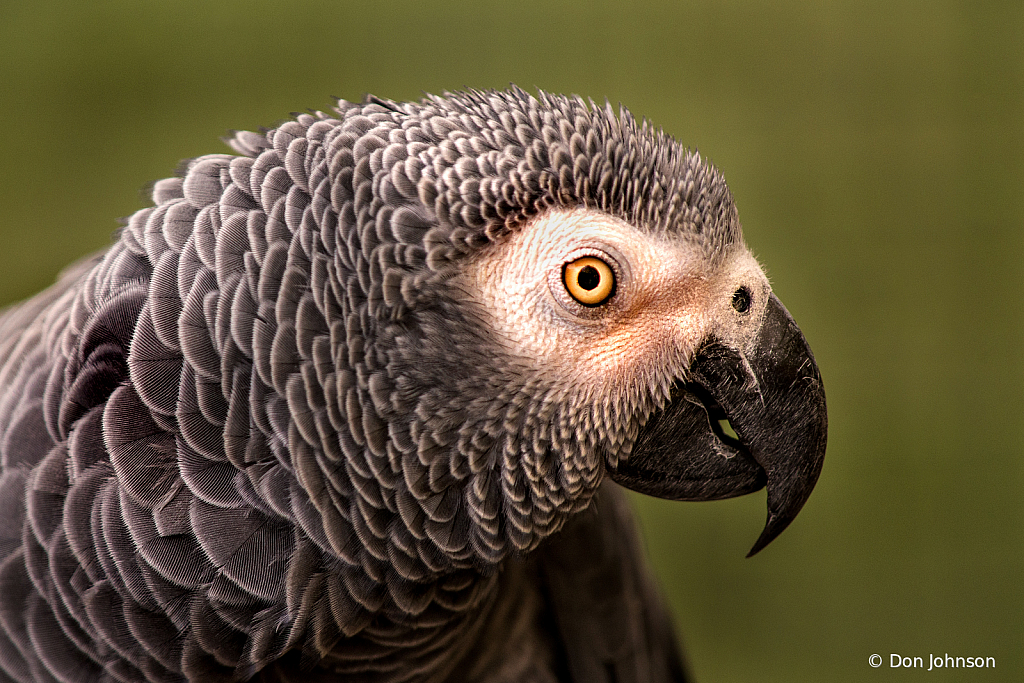 Profile African Grey Parrot 9-22-19 018