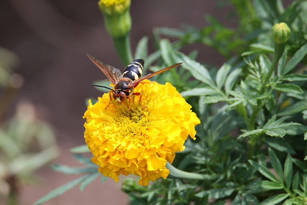 Eastern Cicada Killer