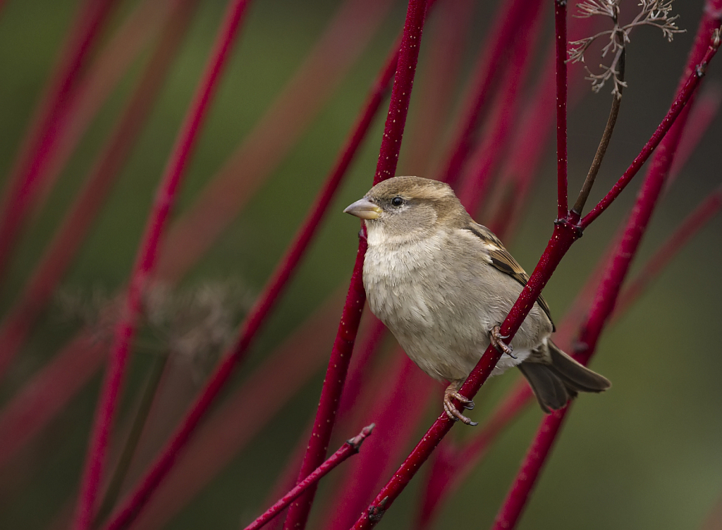 Sparrow on red