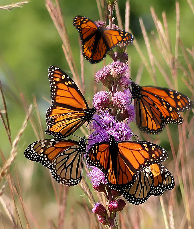 More Monarch Migration