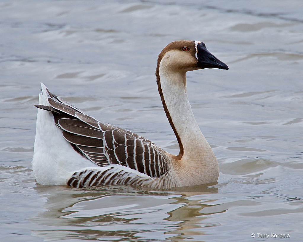 Swan Goose - ID: 15762763 © Terry Korpela