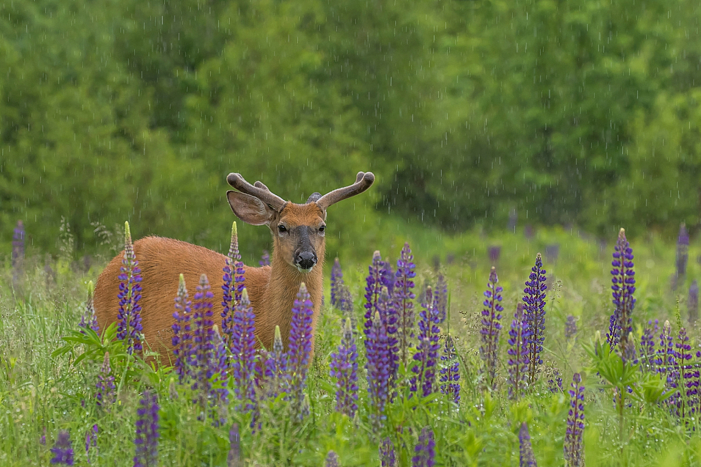 Caught in the Rain