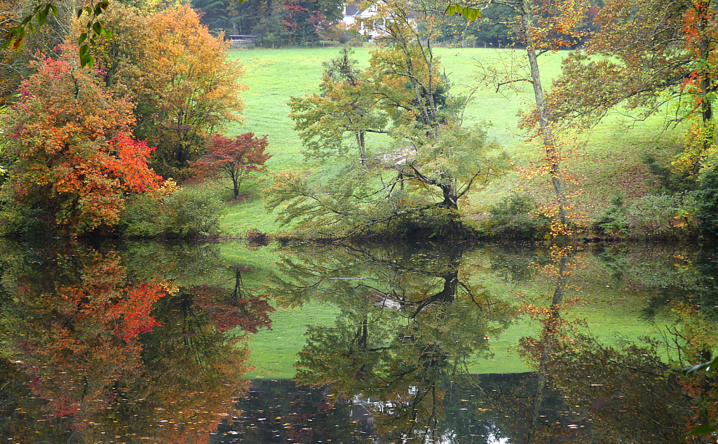 Fall Reflections