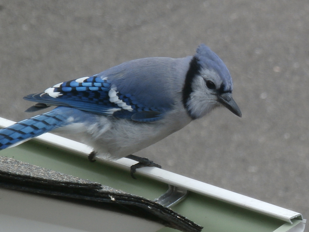Blue Jay Walking on a Roof
