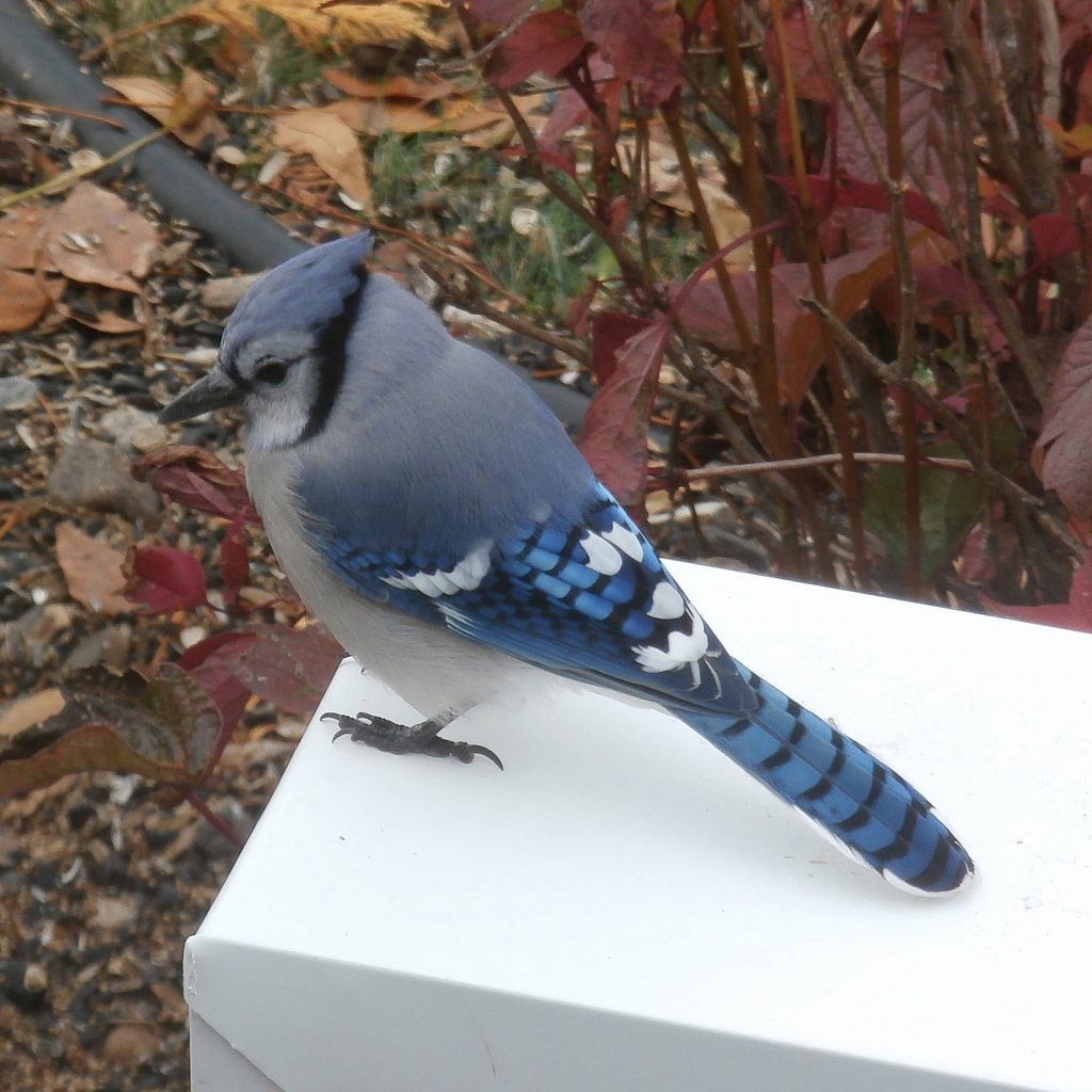 blue jay waiting to get cheep faced