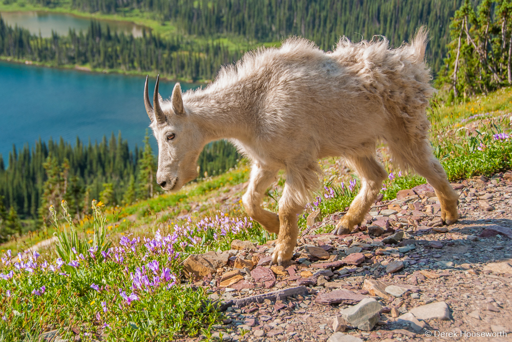 Mountain Goat Kid