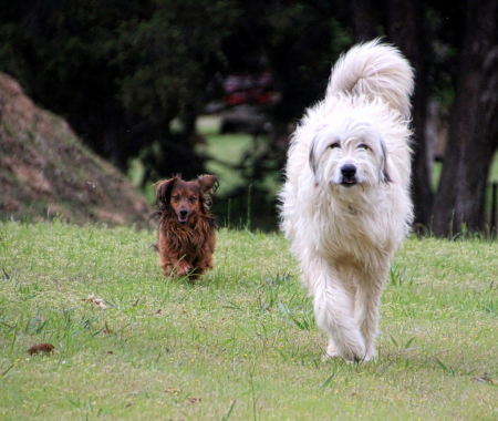 Running Dogs