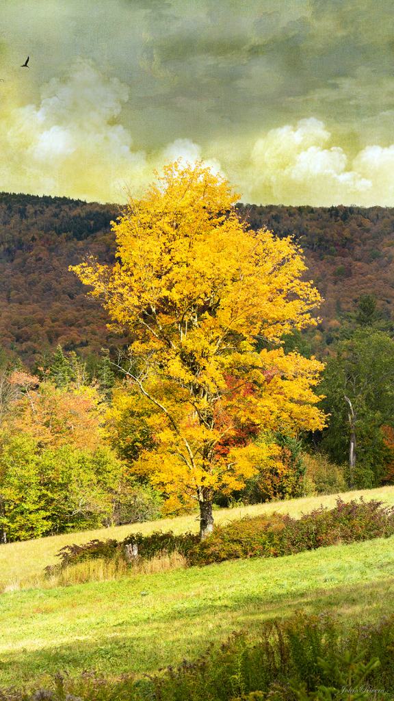 One Tree in the Meadow