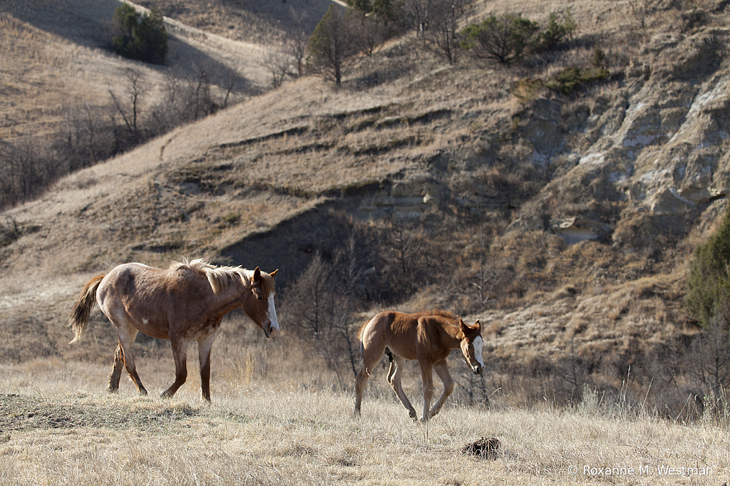 Wild mare and foal - ID: 15764473 © Roxanne M. Westman