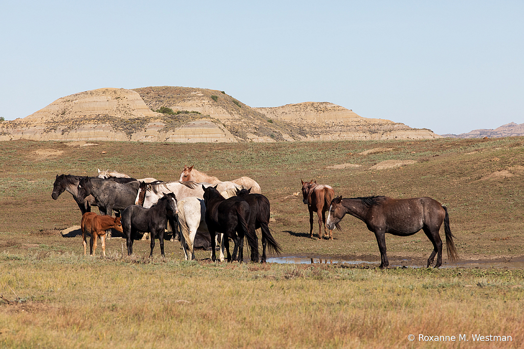 2019 Wild Horse herd - ID: 15764476 © Roxanne M. Westman
