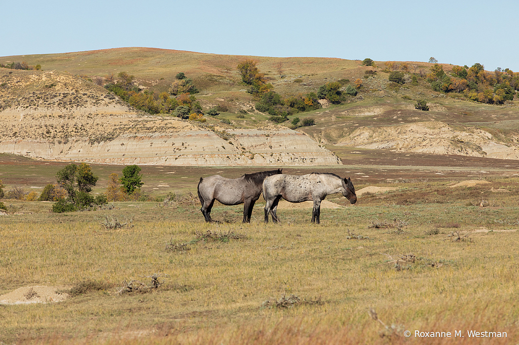 2019 Wild Horse herd 2 - ID: 15764477 © Roxanne M. Westman