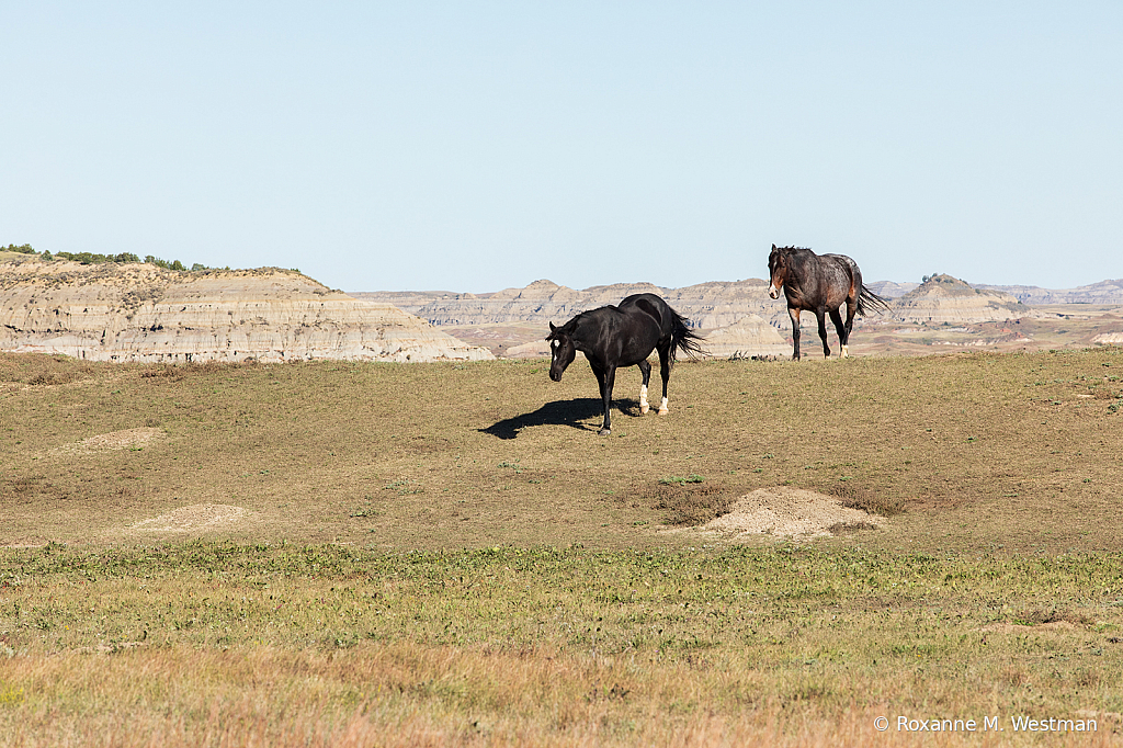 Wild horse herd 3 - ID: 15764478 © Roxanne M. Westman
