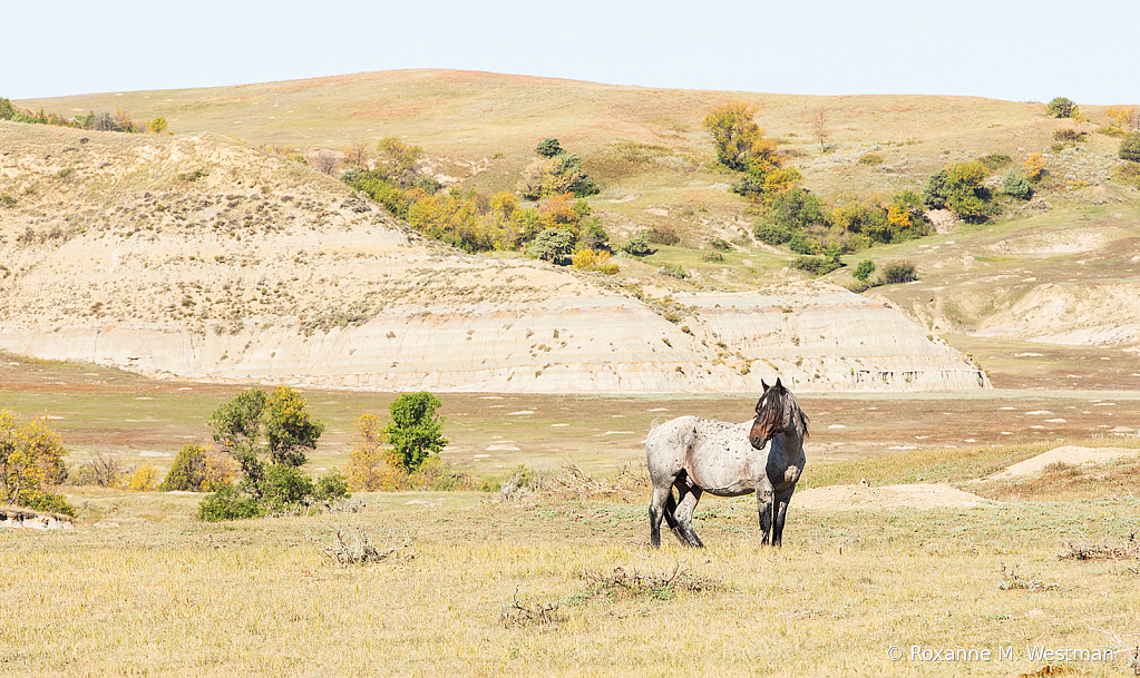 Wild Horse Stallion 2019 - ID: 15764479 © Roxanne M. Westman