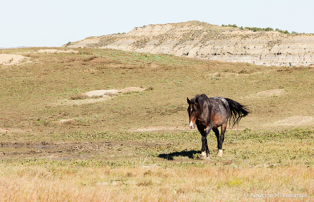 Wild Horse 2019 - ID: 15764480 © Roxanne M. Westman