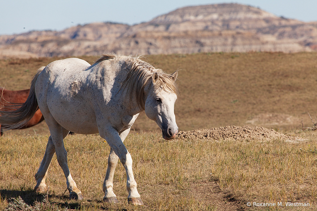 Life of wild horses - ID: 15764486 © Roxanne M. Westman