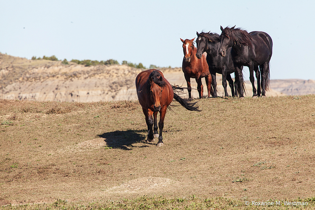 Wild Horse herd 5 - ID: 15764487 © Roxanne M. Westman