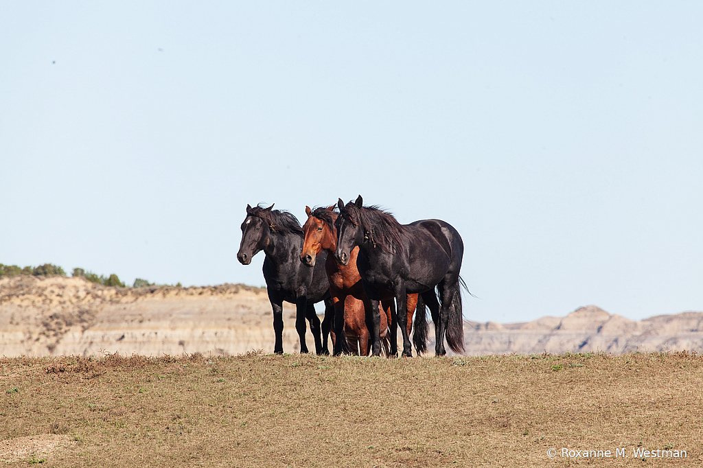 Standing guard wild horses - ID: 15764488 © Roxanne M. Westman