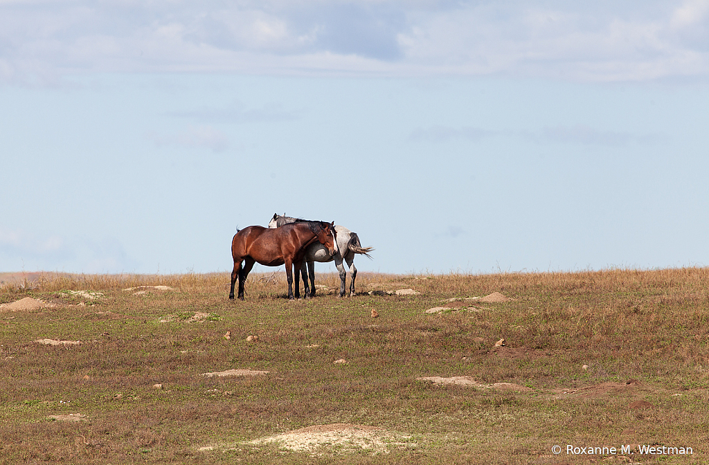 Wild horses 6 2019 - ID: 15764490 © Roxanne M. Westman