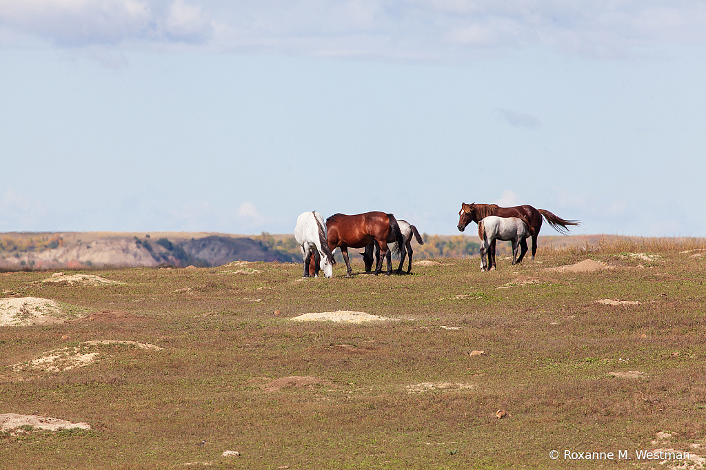 Wild horses 7 2019 - ID: 15764491 © Roxanne M. Westman