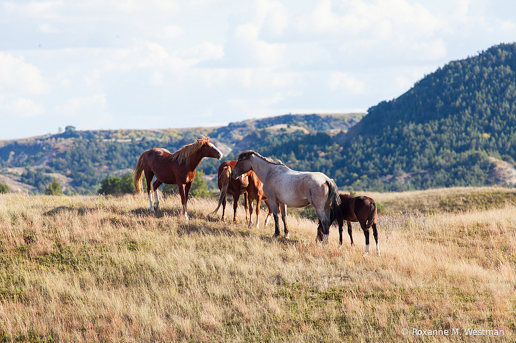 Wild Horses 8 2019 - ID: 15764492 © Roxanne M. Westman