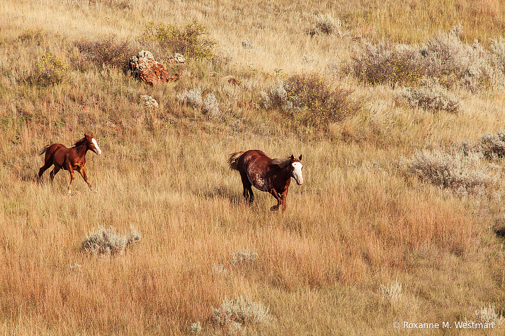 Wild horses 10 2019 - ID: 15764494 © Roxanne M. Westman