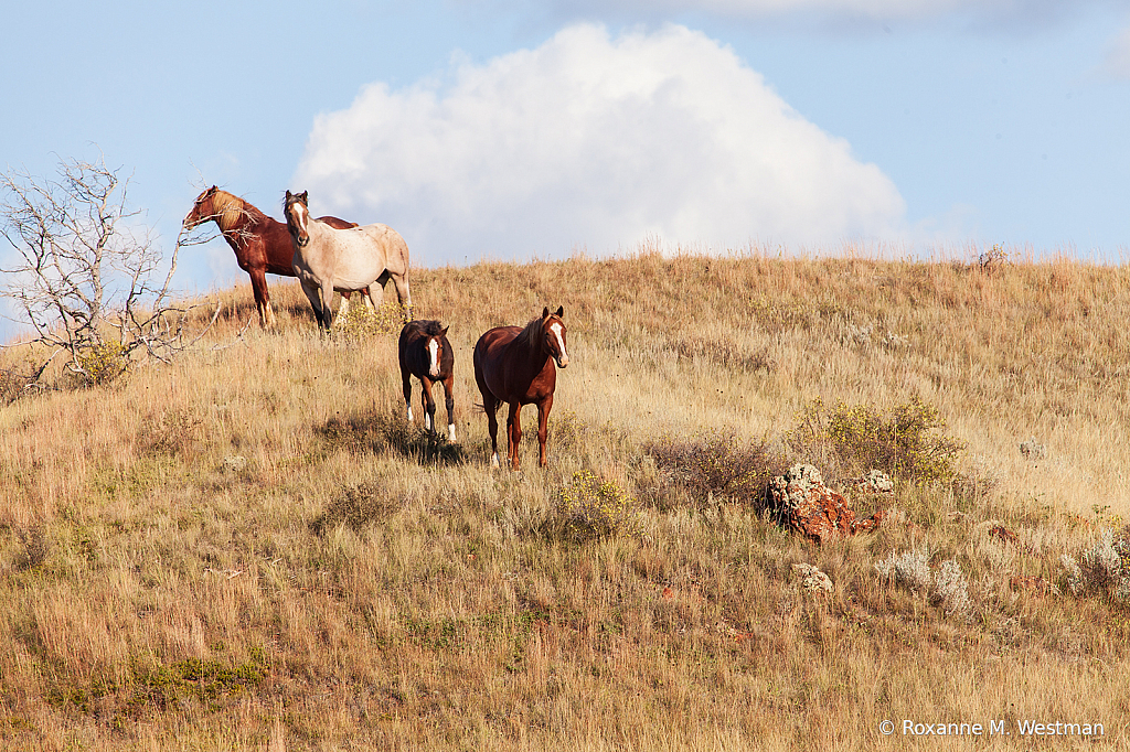 Wild Horses 11 2019 - ID: 15764495 © Roxanne M. Westman