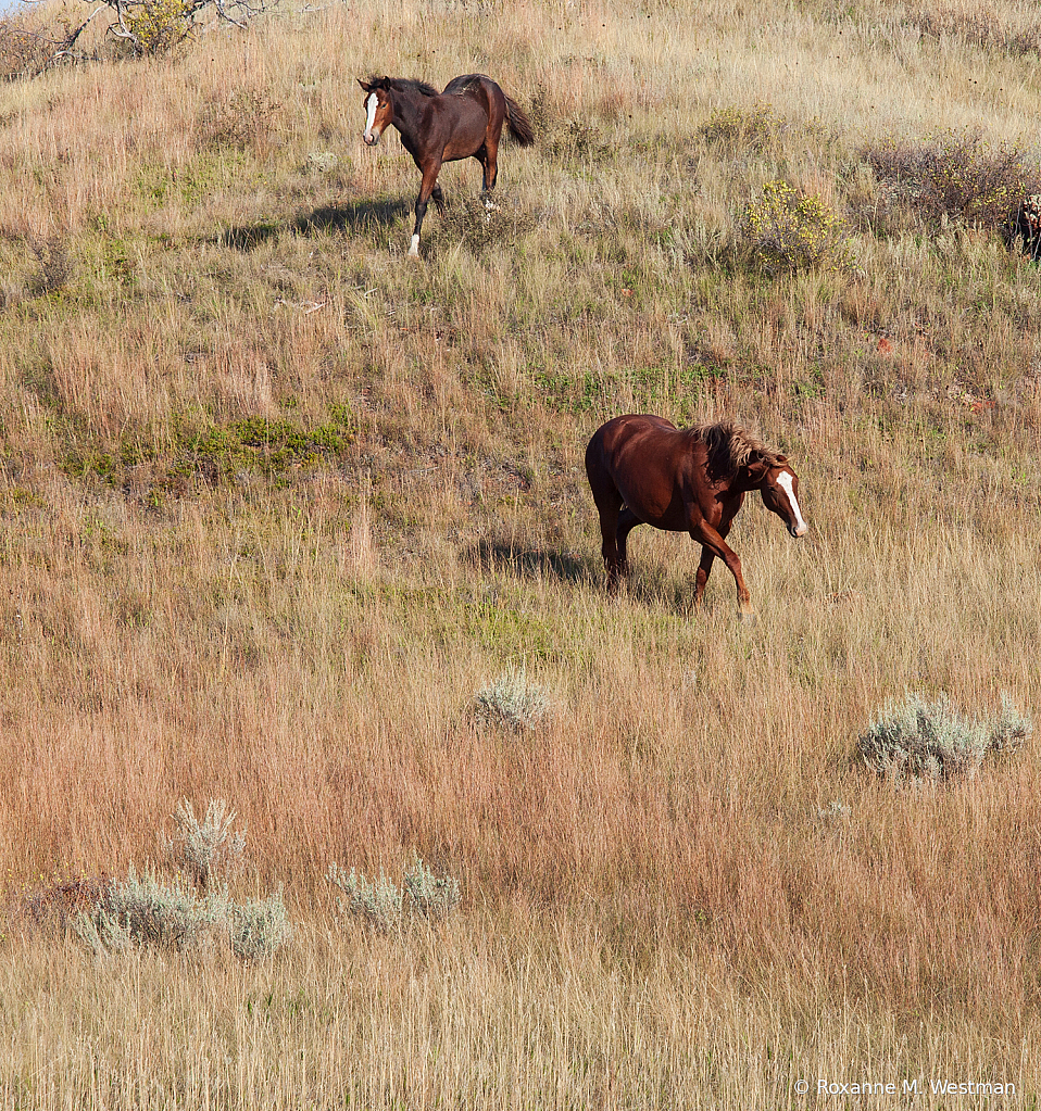 Wild horses 13 2019 - ID: 15764496 © Roxanne M. Westman