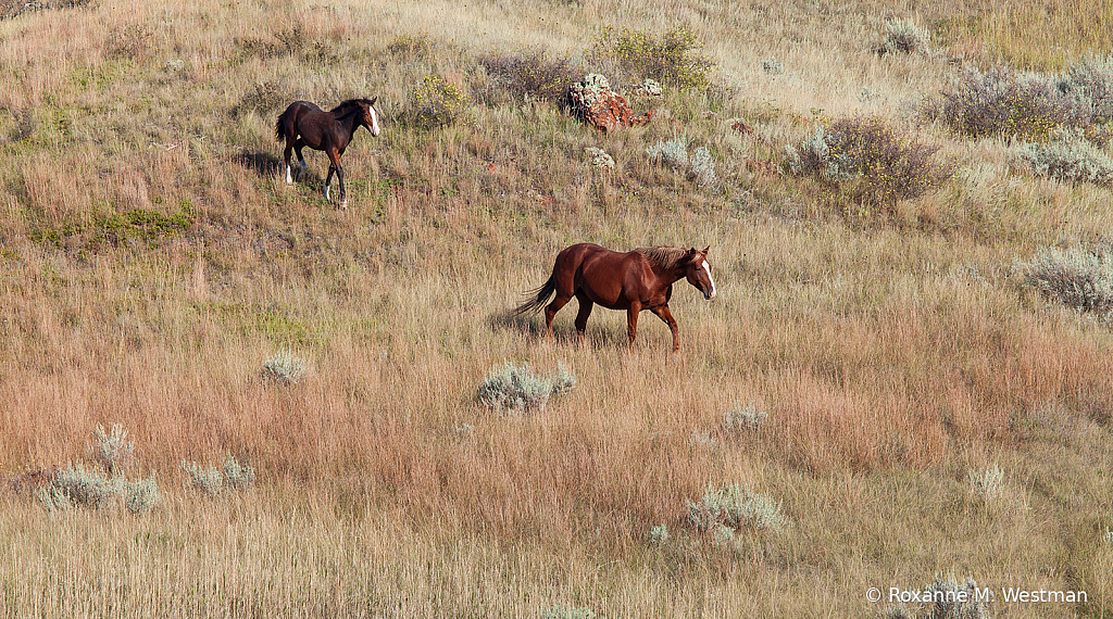 Wild horses 14 2019 - ID: 15764497 © Roxanne M. Westman