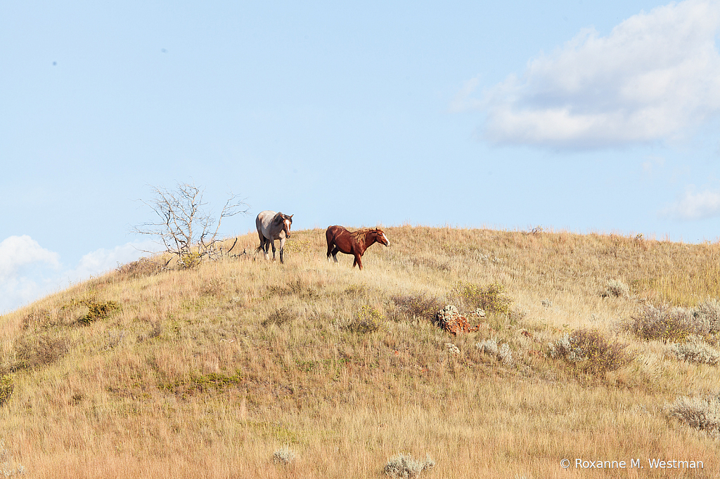 Wild Horses 15 2019 - ID: 15764498 © Roxanne M. Westman